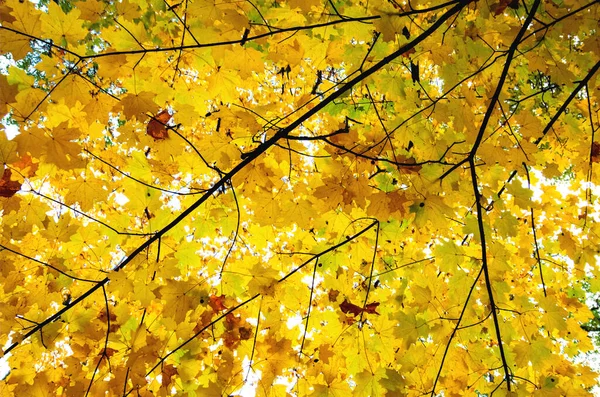 Желтые осенние кленовые листья на ветке — стоковое фото