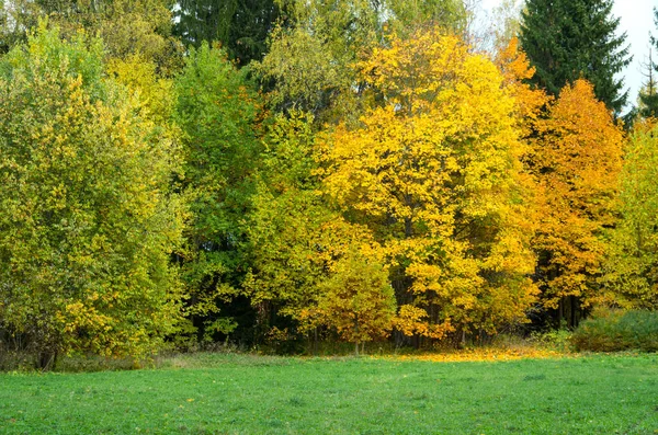 Дерево с желтыми листьями в городском парке — стоковое фото