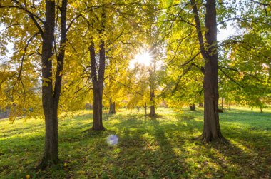 Parlak güneş şehir parkındaki sonbahar ağaçlarının üzerinde parlıyor.