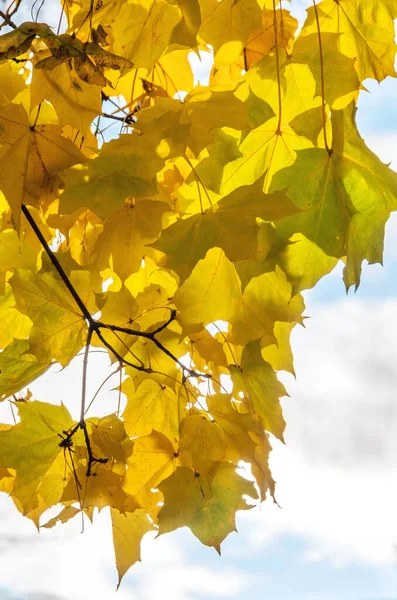 Желтые осенние кленовые листья на ветке — стоковое фото