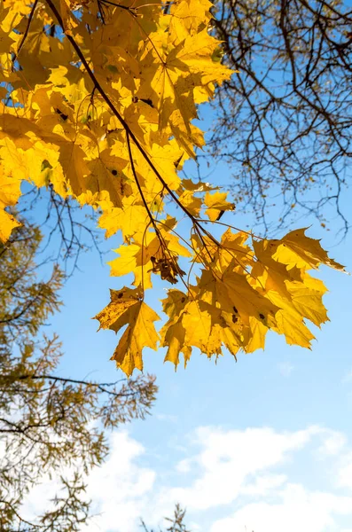 Желтые осенние кленовые листья на ветке и голубое небо — стоковое фото