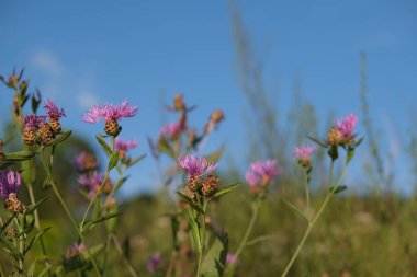 Çayırda çiçek açan bir bahar manzarası var. Mor böğürtlen tarlada çiçek açar. Panoramik yaz manzarası çayır çiçekleri açıyor..