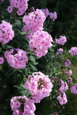 Büyük, pembe çiçekler, metin için yer, arkaplan.