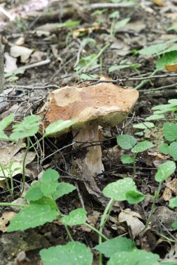 Yeşil arka planda yenebilir mantarlar, Boletus edulis