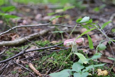 texte russula mantarı için düzenleme alanı.