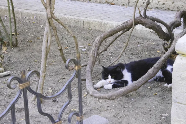 庭には白い斑点のある古い黒い猫がいます — ストック写真