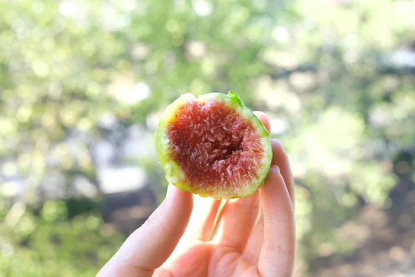 Bitten fig fruit in hand. Place for your text.