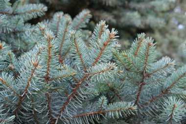 Noel ağacı dalları arka planda. Noel ağacı duvar kağıdı. Boşluğu kopyala..