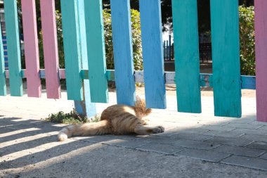 Zenci bir çitin yanında kızıl kedi. Mesajın için yer..