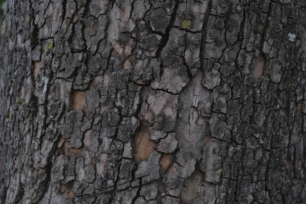 Kůra Cedrového Stromu Textury Pozadí — Stock fotografie