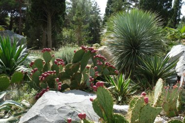 Foros 'ta park, çeşitli kaktüsler. Kırım doğası.