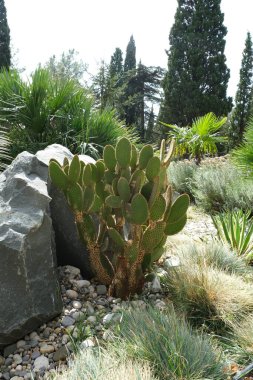 Foros 'ta park, çeşitli kaktüsler. Kırım doğası.