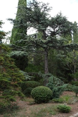 Kırım 'da güzel bir park. Yeşil yapraklı, yaşlı ağaçlarla dolu renkli bir manzara. Yaz parkı. Kırım 'ı baştan başa dolaş. Doğa geçmişi. Manzara