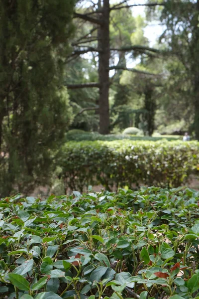 克里米亚一个美丽的公园五彩缤纷的风景 绿叶古树成荫 夏季公园 穿越克里米亚的旅行 自然背景 — 图库照片