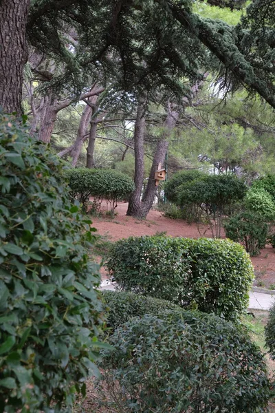 Kırım Güzel Bir Park Yeşil Yapraklı Yaşlı Ağaçlarla Dolu Renkli — Stok fotoğraf