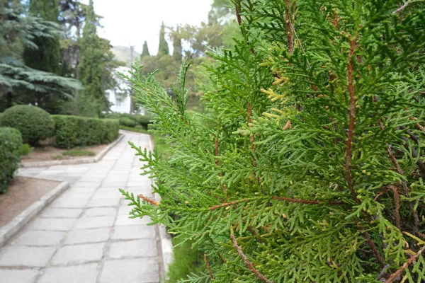 Egy Gyönyörű Park Krímben Színes Táj Öreg Fák Zöld Levelek — Stock Fotó