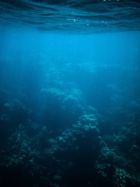 red Sea'deki/daki mercan resifleri ile mavi su sualtı fotoğraf