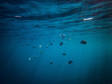 Başçavuş balıklar red Sea'deki/daki sualtı fotoğraf
