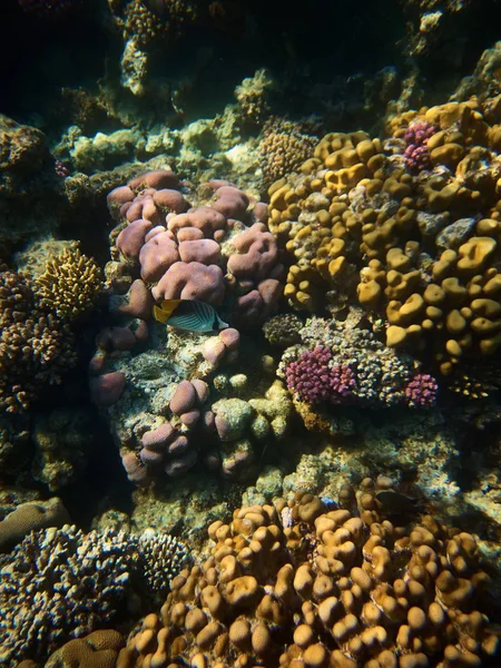 Underwater Photo Threadfin Butterflyfish Coral Reefs Red Sea — Stock Photo, Image