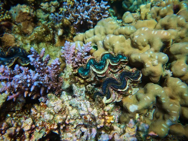 Подводное Красочное Фото Кораллового Рифа Гигантского Моллюска Тридакны — стоковое фото