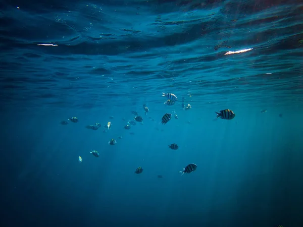 Başçavuş balıklar red Sea'deki/daki sualtı fotoğraf