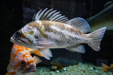Mercan resif akvaryum balık anemonlar deniz okyanus suyu kadar yakın