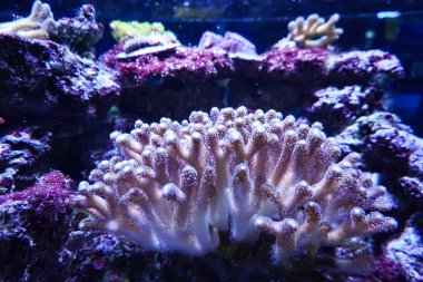 Mercan resif akvaryum balık anemonlar deniz okyanus suyu kadar yakın