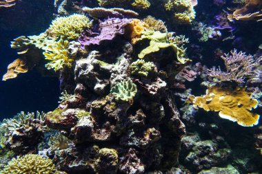 Mercan resif akvaryum balık anemonlar deniz okyanus suyu kadar yakın