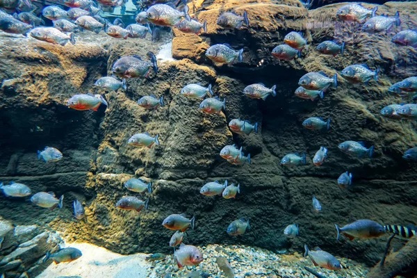 Coral reef aquarium fish anemones close up sea ocean water — Stock Photo, Image