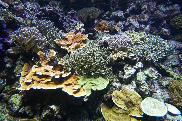 Coral recife aquário peixes anêmonas fechar mar oceano água — Fotografia de Stock