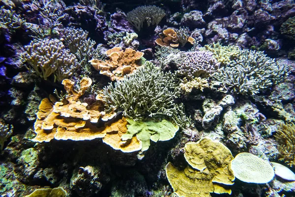 Coral reef aquarium fish anemones close up sea ocean water — Stock Photo, Image