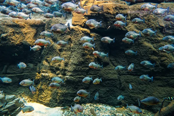 Coral reef aquarium fish anemones close up sea ocean water — Stock Photo, Image