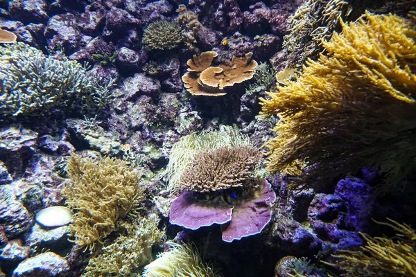 Coral reef aquarium fish anemones close up sea ocean water — Stock Photo, Image