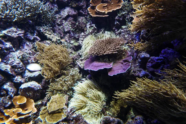 サンゴ礁水族館魚アネモネは海の海の水を閉じます — ストック写真