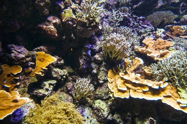 Coral reef aquarium fish anemones close up sea ocean water — Stock Photo, Image