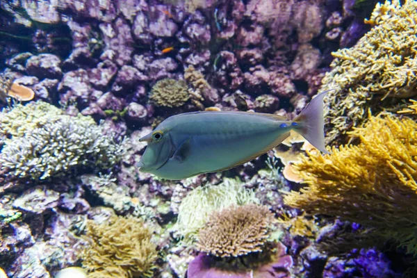 Coral reef aquarium fish anemones close up sea ocean water — Stock Photo, Image