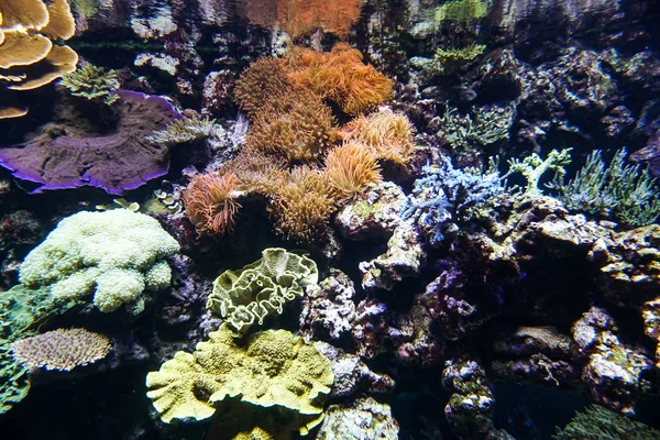 Coral reef aquarium fish anemones close up sea ocean water — Stock Photo, Image