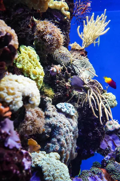 Coral reef aquarium fish anemones close up sea ocean water — Stock Photo, Image