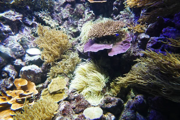 Coral reef aquarium fish anemones close up sea ocean water — Stock Photo, Image