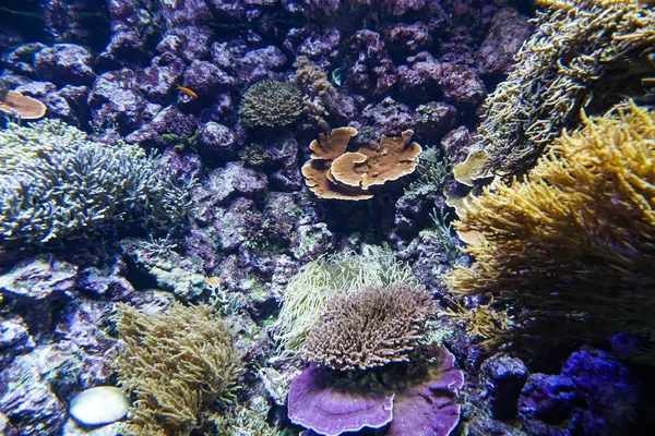 サンゴ礁水族館魚アネモネは海の海の水を閉じます — ストック写真