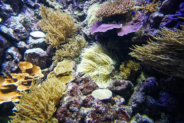Koralliriutta akvaario kala anemones lähellä merivettä — kuvapankkivalokuva