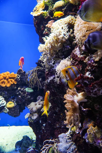 Koralliriutta akvaario kala anemones lähellä merivettä — kuvapankkivalokuva