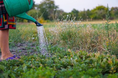 Genç kadın yaz aylarında bahçede gövde sulama bitkileri.