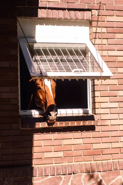 Голова лошади смотрит через двери конюшни — стоковое фото