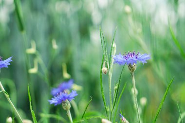 Mavi cichorium, tarlada yabani çiçekler.