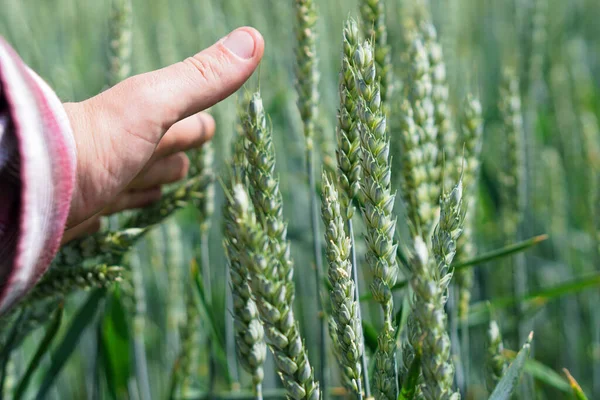 Grano Nelle Mani Degli Uomini — Foto Stock