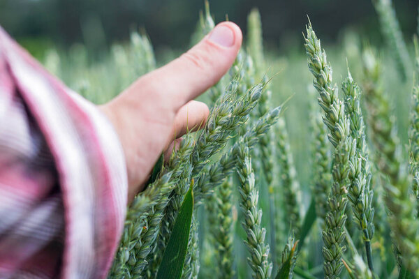 wheat in the men 's hand