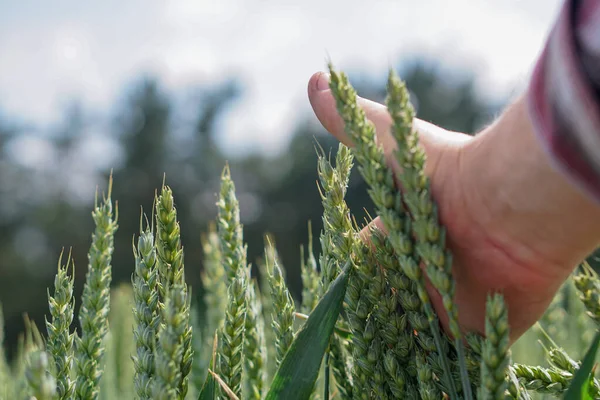 Grano Nelle Mani Degli Uomini — Foto Stock