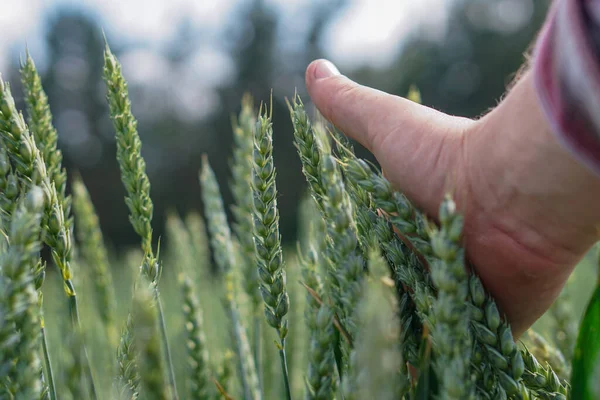 Grano Nelle Mani Degli Uomini — Foto Stock