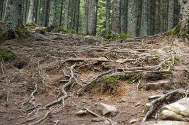 Yosemite Ulusal Parkı 'ndaki bir çam ormanında sabahın ilk ışıklarıyla. Rüya etkisi.